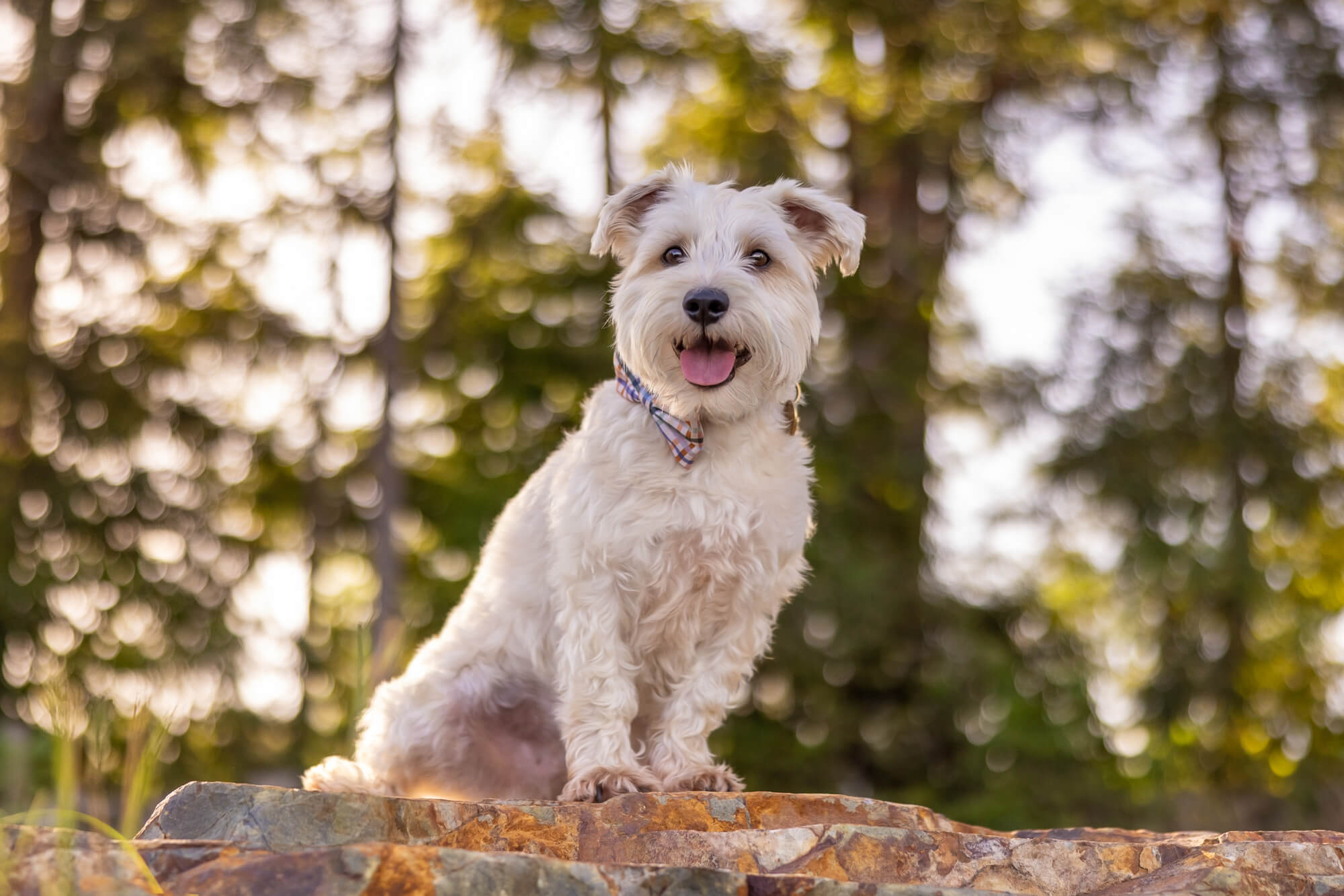 A white dog enjoying his countryside signature experience at Jo Lyons Photography