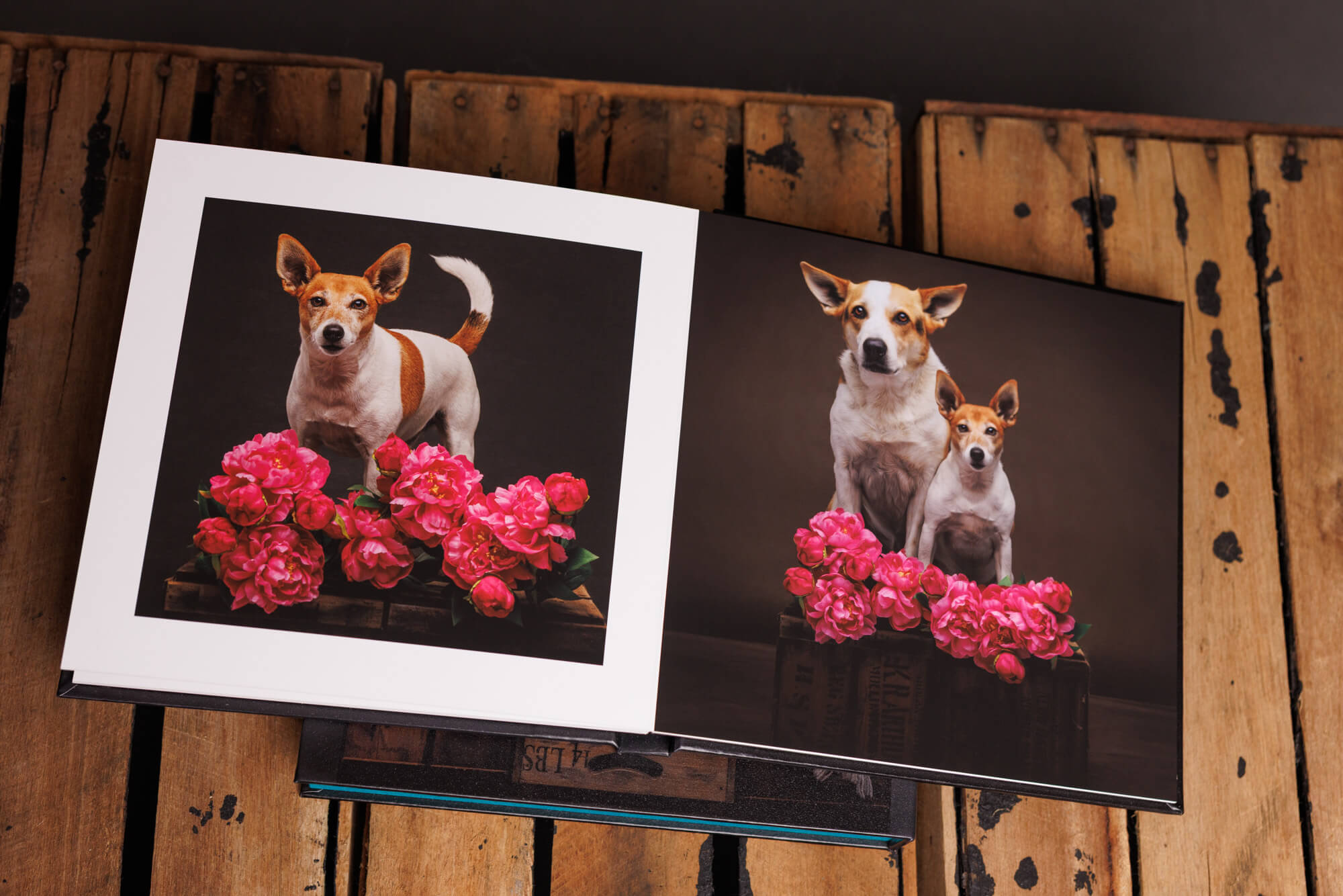 A fine art dog photography album open to studio portraits of two dogs surrounded by bright pink flowers.