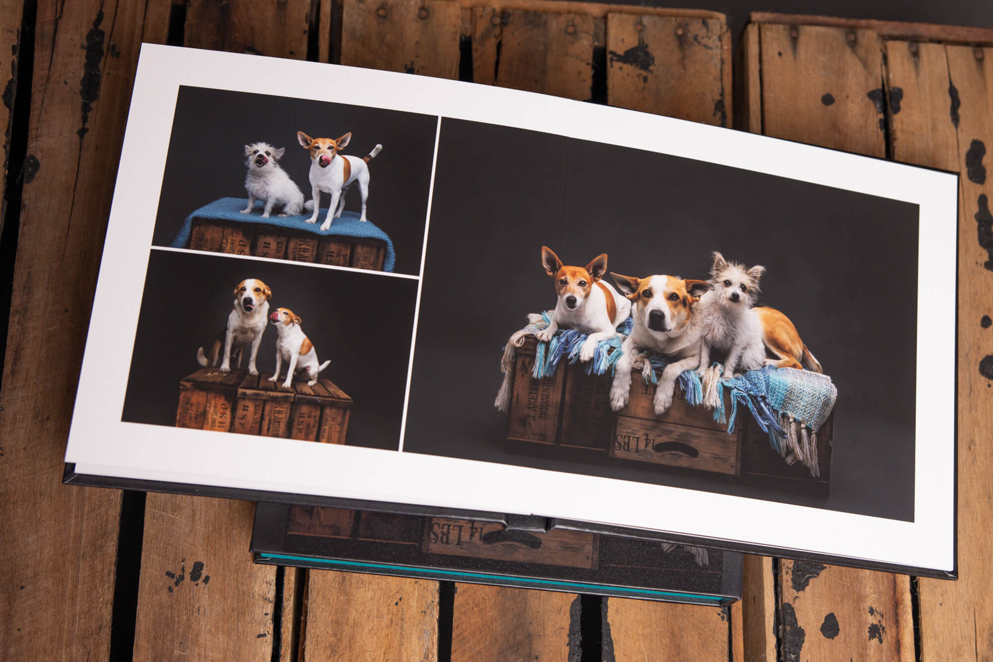 An open fine art dog photography album featuring studio portraits of three dogs, displayed on rustic timber at Jo Lyons Photography.