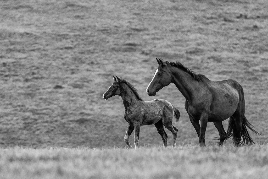 Shades of Grey - Filly and Mare