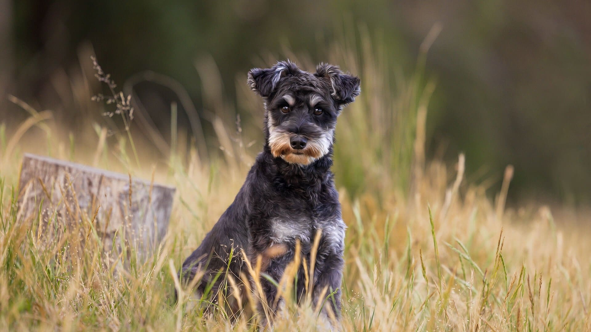 Black and tan Miniature Schnauzer sitting in the grass posing for a portrait