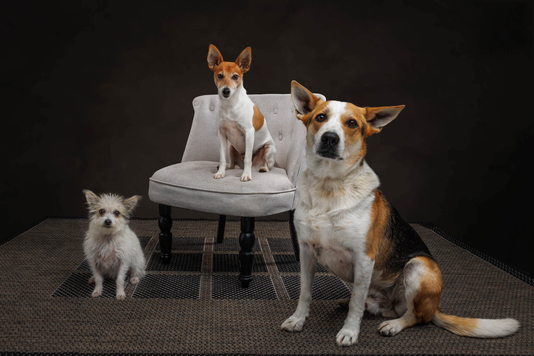 Sprite, Jesse and Henry in the Wootton Studio