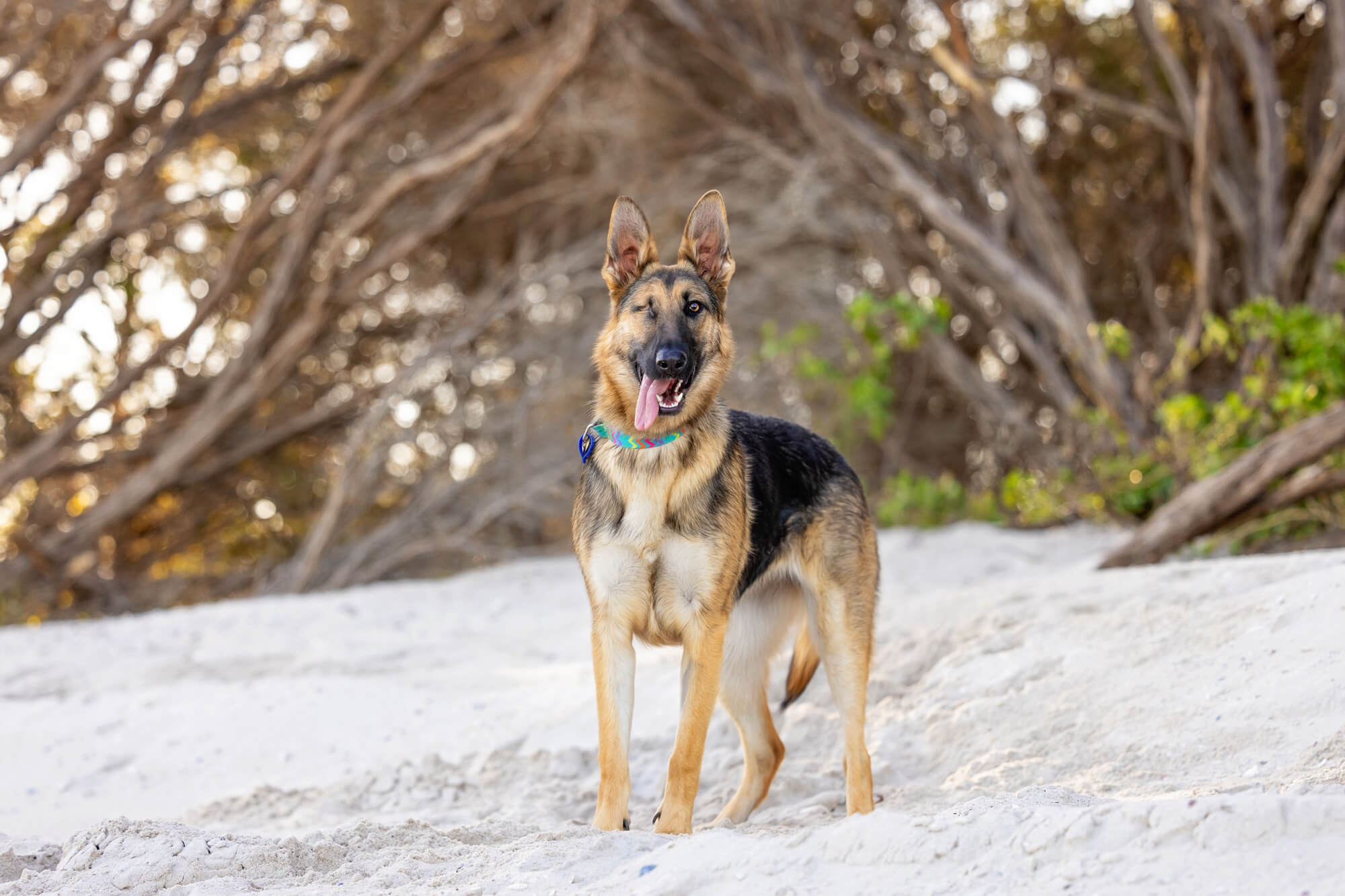 Willow the one-eyed German Shepherd at Jimmys Beach