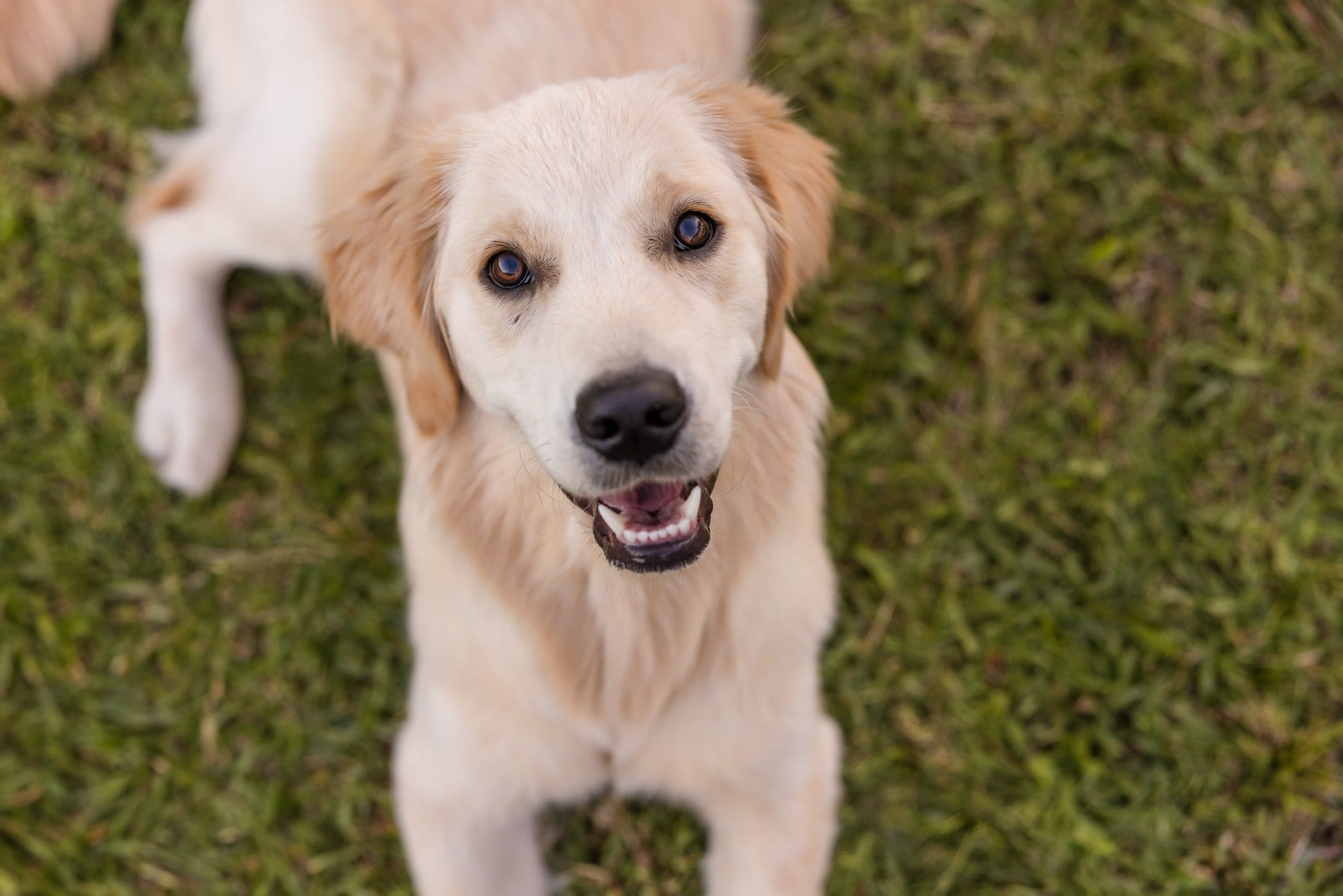 Young Golden Retriever looking up