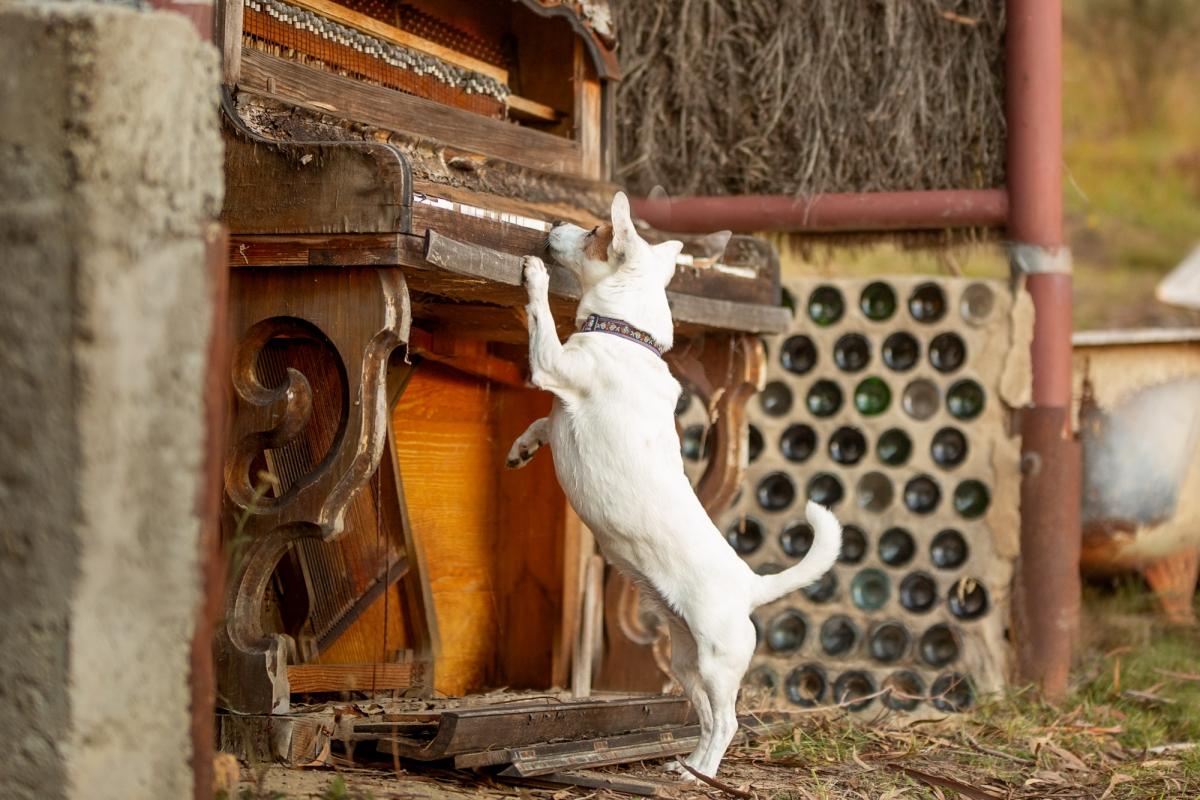 Daisy Checking the Piano at Bimblegumbie